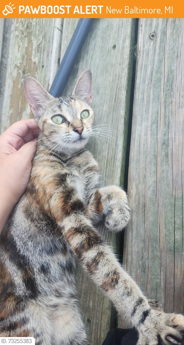 Found/Stray Unknown Cat last seen 24 mile road and gratiot, New Baltimore, MI 48051