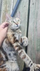 Found/Stray Unknown Cat last seen 24 mile road and gratiot, New Baltimore, MI 48051
