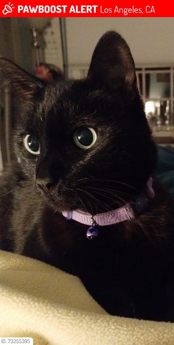 Lost Male Cat last seen Between Beverly Glenn and ValleyVista Blv, Los Angeles, CA 91403