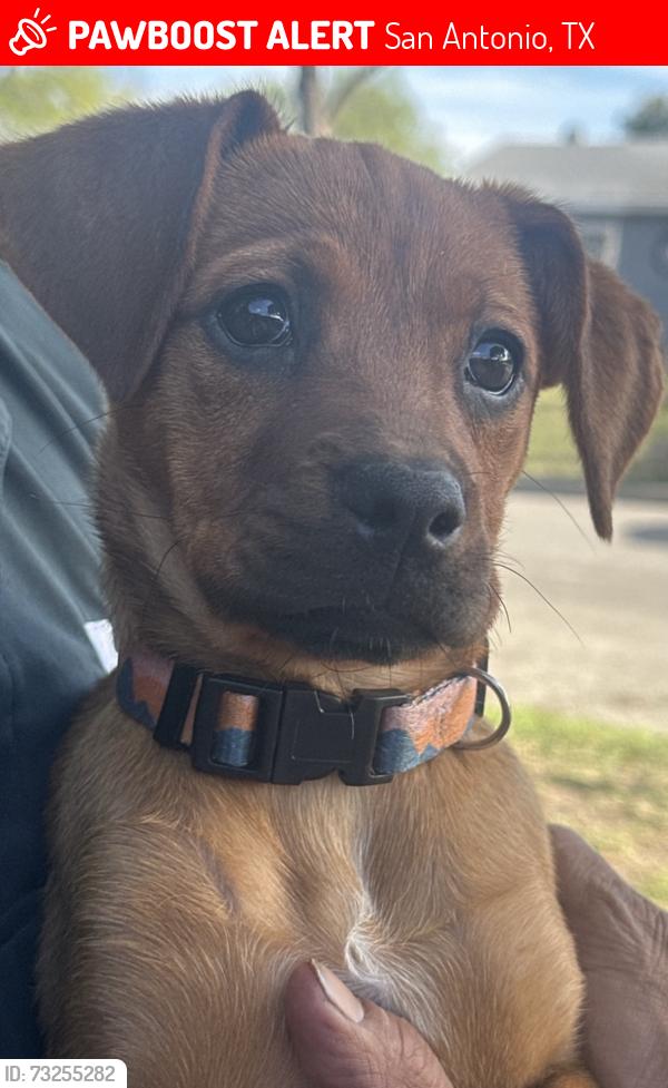 Lost Female Dog last seen Whitewood, San Antonio, TX 78242