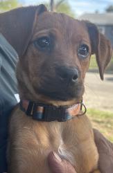Lost Female Dog last seen Whitewood, San Antonio, TX 78242