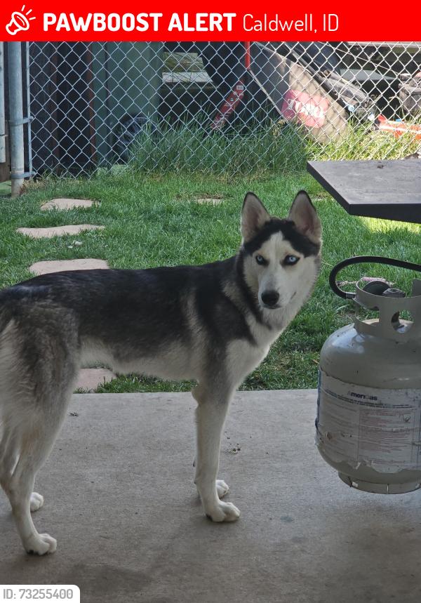 Lost Female Dog last seen Cleveland Blvd and Midway, Caldwell, ID 83607