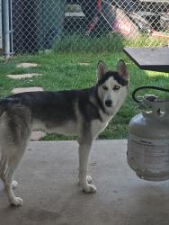 Lost Female Dog last seen Cleveland Blvd and Midway, Caldwell, ID 83607