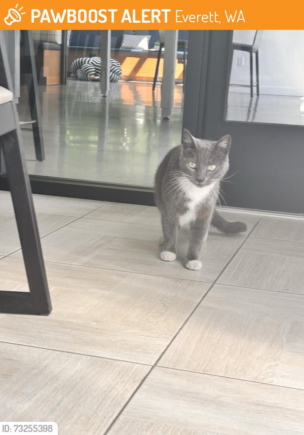 Found/Stray Unknown Cat last seen Found near 128 St SE Everett WA, Everett, WA 98208