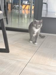 Found/Stray Unknown Cat last seen Found near 128 St SE Everett WA, Everett, WA 98208