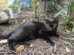 Reunited Male Cat last seen Hervey Ln., League City, TX 77573