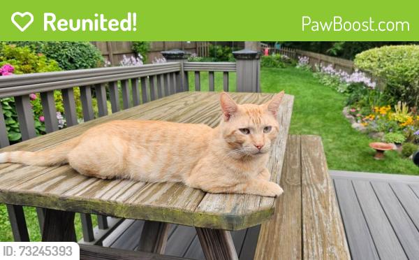 Reunited Male Cat last seen Hannah's Terrace & Lake Ave, Rochester, NY 14612