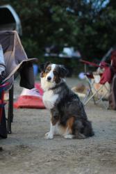 Lost Female Dog last seen Diablo and lancelot, Sacramento, CA 95842