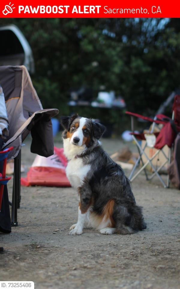 Lost Female Dog last seen Diablo and lancelot, Sacramento, CA 95842