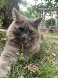 Reunited Female Cat last seen Wallis Ave, Barrington, RI 02806
