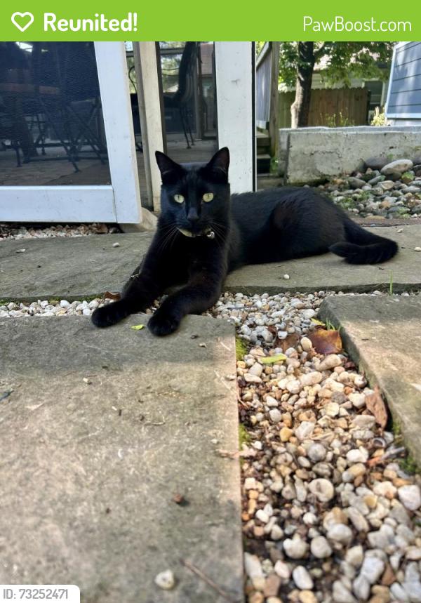 Reunited Male Cat last seen Frederick Road, Catonsville, MD 21228