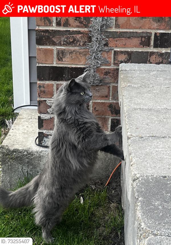 Lost Female Cat last seen Harmony Dr and Ferne Dr, Wheeling, IL 60090