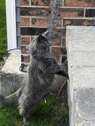 Lost Female Cat last seen Harmony Dr and Ferne Dr, Wheeling, IL 60090