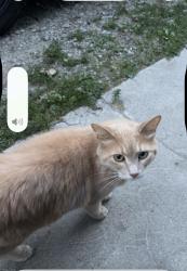 Lost Male Cat last seen Mckenzie st, Orillia, ON 