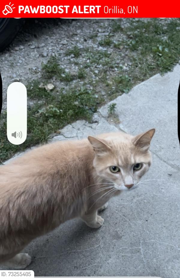 Lost Male Cat last seen Mckenzie st, Orillia, ON 