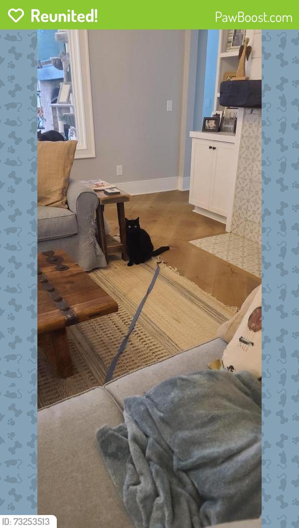 Reunited Male Cat last seen Burton Road next to the Camelot Cove neighborhood., Mt. Juliet, TN 37122