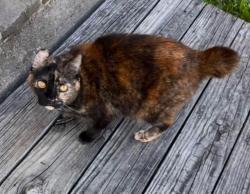 Lost Female Cat last seen Highlands rd, Santa Fe, TX 77510