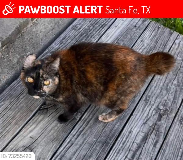 Lost Female Cat last seen Highlands rd, Santa Fe, TX 77510