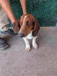 Shelter Stray Male Dog last seen Near honey willow, CITY of El Paso, TX, 5001 Fred Wilson Ave, El Paso, TX 79906, USA