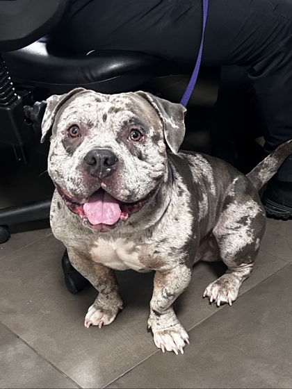Shelter Stray Male Dog last seen Near Redman Ave, 75149, TX, 1650 Gross Rd, Mesquite, TX 75149, USA