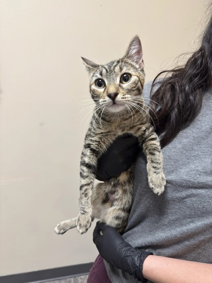 Shelter Stray Female Cat last seen Linda Vista Apartments in Upper MIller Creek, MISSOULA COUNTY, MT, 5930 U.S. Hwy 93 S, Missoula, MT 59804, USA