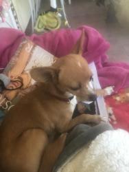 Found/Stray Unknown Dog last seen Manhart Way/Dutch Haven, Elverta, CA 95626