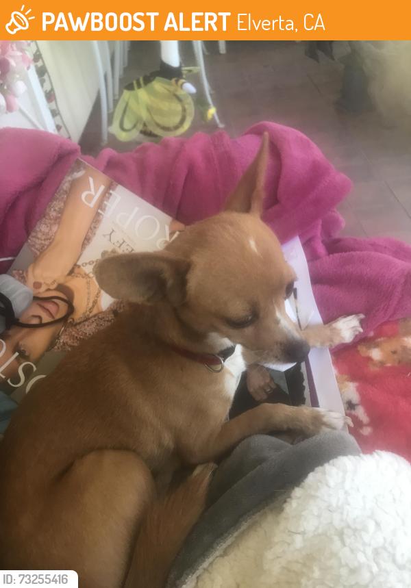 Found/Stray Unknown Dog last seen Manhart Way/Dutch Haven, Elverta, CA 95626
