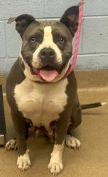 Shelter Stray Female Dog last seen Glenwood Rd and Candler Rd 30032, 30032, GA, 3280 Chamblee Dunwoody Rd, Chamblee, GA 30341, USA