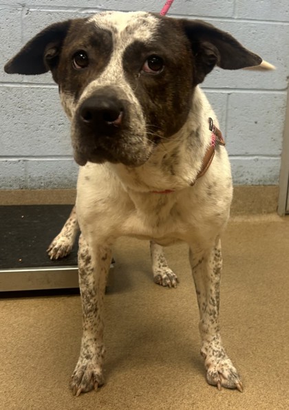 Shelter Stray Female Dog last seen Near Peachtree Place Parkway Apt. D, 30360, GA, 3280 Chamblee Dunwoody Rd, Chamblee, GA 30341, USA