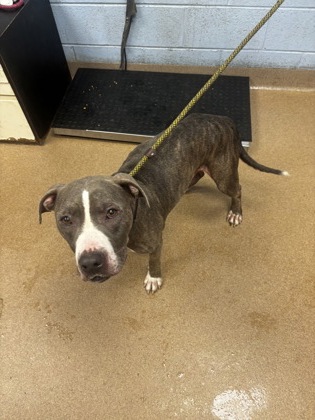 Shelter Stray Male Dog last seen Near Spring Lake Overlook Lithonia, 30038, 30038, GA, 3280 Chamblee Dunwoody Rd, Chamblee, GA 30341, USA
