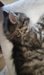 Shelter Stray Unknown Cat last seen Near Osborne Rd NE, Atlanta, GA 30319, 30319, GA, 3280 Chamblee Dunwoody Rd, Chamblee, GA 30341, USA