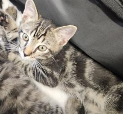 Shelter Stray Unknown Cat last seen Near Osborne Rd NE, Atlanta, GA 30319, 30319, GA, 3280 Chamblee Dunwoody Rd, Chamblee, GA 30341, USA