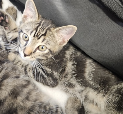 Shelter Stray Unknown Cat last seen Near Osborne Rd NE, Atlanta, GA 30319, 30319, GA, 3280 Chamblee Dunwoody Rd, Chamblee, GA 30341, USA