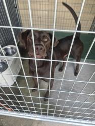 Shelter Stray Male Dog last seen Near Rico rd, Chattahoochee Hills, GA, 1251 Fulton Industrial Blvd NW, Atlanta, GA 30336, USA