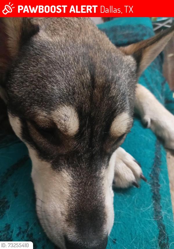 Lost Male Dog last seen Pleasant rd and elam rd, Dallas, TX 75217