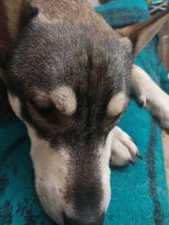 Lost Male Dog last seen Pleasant rd and elam rd, Dallas, TX 75217