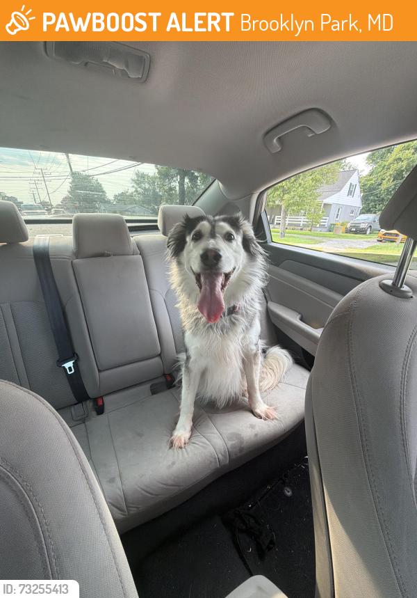 Found/Stray Female Dog last seen Hammonds, Brooklyn Park, MD 21225