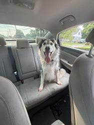 Found/Stray Female Dog last seen Hammonds, Brooklyn Park, MD 21225