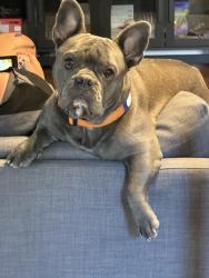 Reunited Male Dog last seen Near S Hanover Way, Greenwood Village, CO 80111, USA, Greenwood Village, CO 80111
