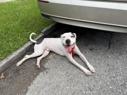 Found/Stray Male Dog last seen St. Maurice Ave, New Orleans, LA 70117