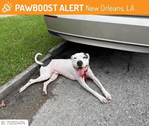 Found/Stray Male Dog last seen St. Maurice Ave, New Orleans, LA 70117