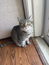 Reunited Female Cat last seen Near Steele Creek Park, Fort Mill, SC 29715