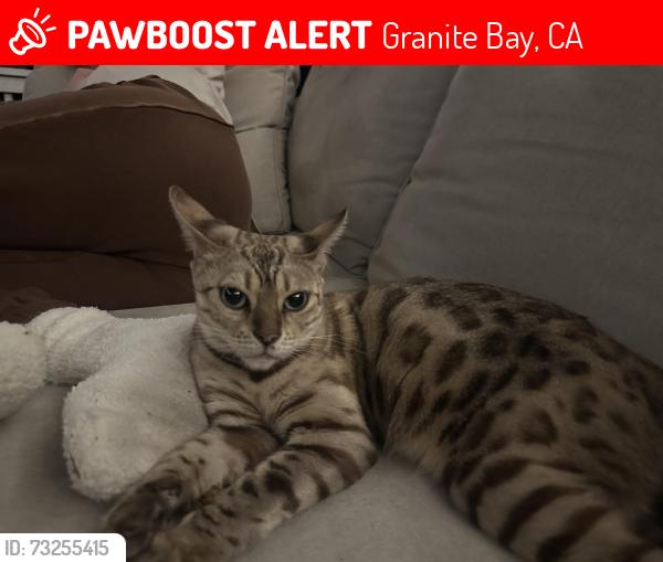 Lost Female Cat last seen Folsom Lake ests, Granite Bay, CA 95746