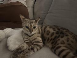 Lost Female Cat last seen Folsom Lake ests, Granite Bay, CA 95746