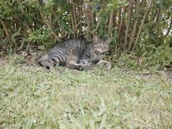 Reunited Female Cat last seen Ash st, Scranton, PA 18510