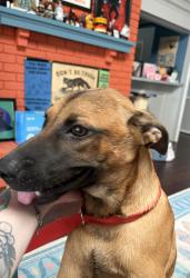 Found/Stray Unknown Dog last seen Cinnabar and Osborn, Dallas, TX 75227