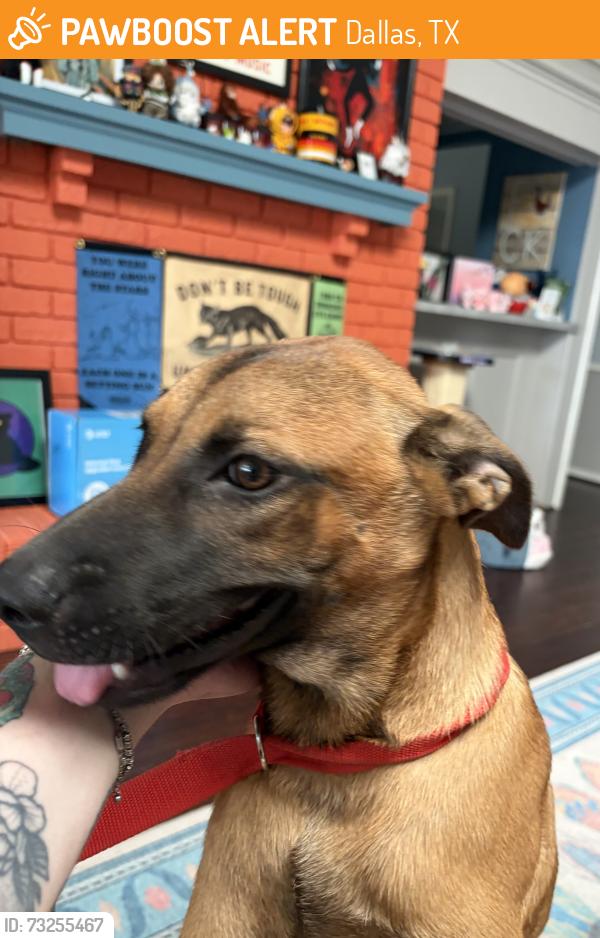 Found/Stray Unknown Dog last seen Cinnabar and Osborn, Dallas, TX 75227