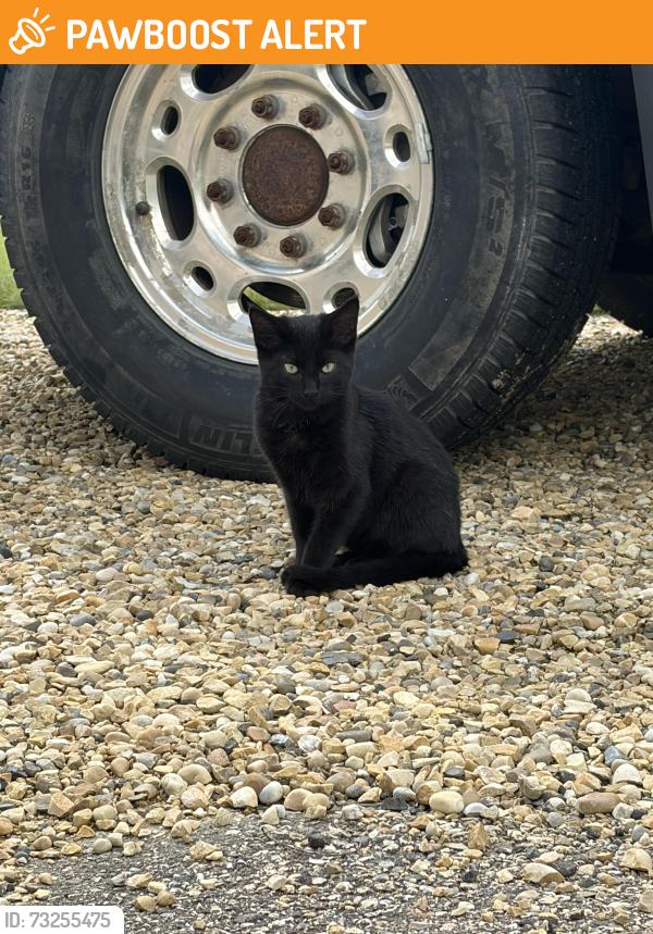 Found/Stray Unknown Cat last seen Near Range Road 233 Leduc County, Leduc County, AB T4X 0L2
