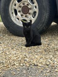 Found/Stray Unknown Cat last seen Near Range Road 233 Leduc County, Leduc County, AB T4X 0L2