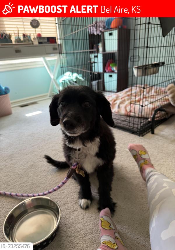 Lost Female Dog last seen Janesville and Danbury street Bel Aire, KS, Bel Aire, KS 67220